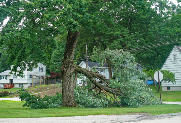 How Our Tree Care Process Works  in  Cross Mountain, TX
